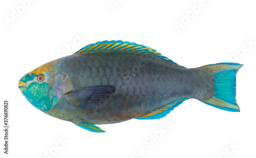 Blue fins parrot fish isolated on white background