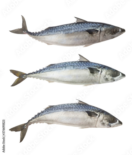 Collection of raw mackerel fish or scomber isolated on white background
