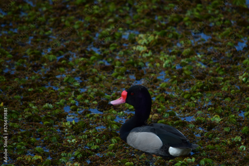 pato pico rojo naturaleza hermosa pato pico rojo naturaleza hermosa