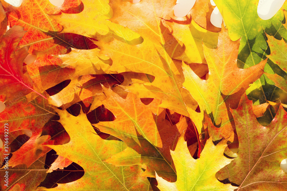Fototapeta premium Bright autumn oak leaves close up. Autumn texture background