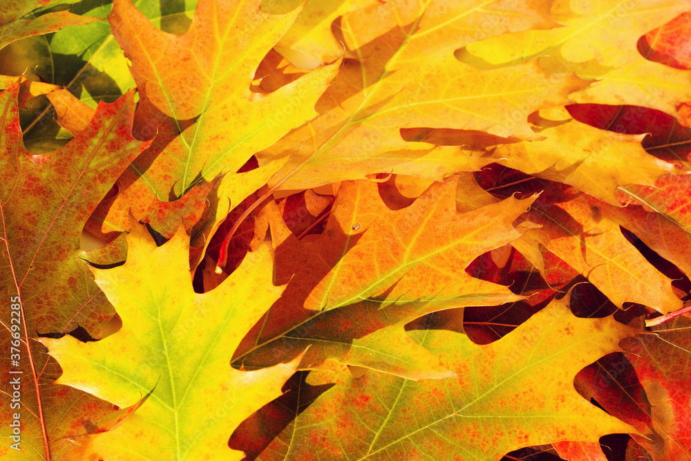 Bright autumn oak leaves close up. Autumn texture background Bright autumn oak leaves close up. Autumn texture background