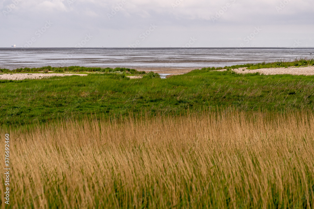 beatiful landscape at the wadden sea with grass and water trickles at north sea beatiful landscape at the wadden sea with grass and water trickles at north sea