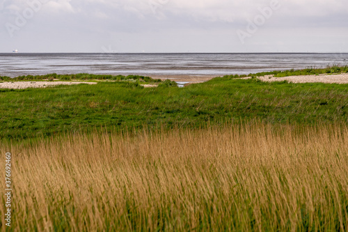 beatiful landscape at the wadden sea with grass and water trickles at north sea