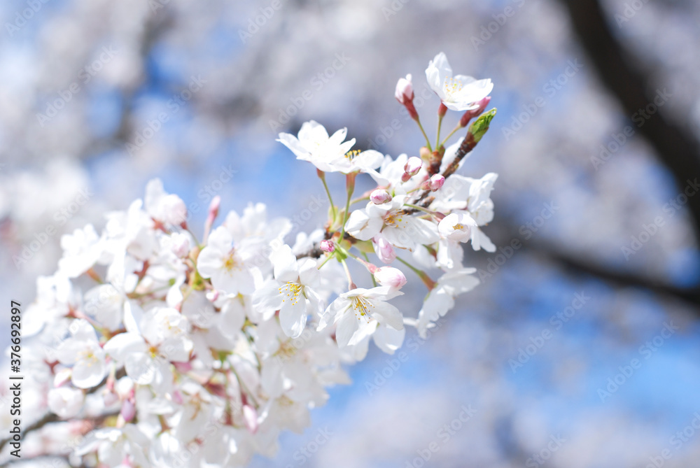 桜　ソメイヨシノ　染井吉野　五分咲き