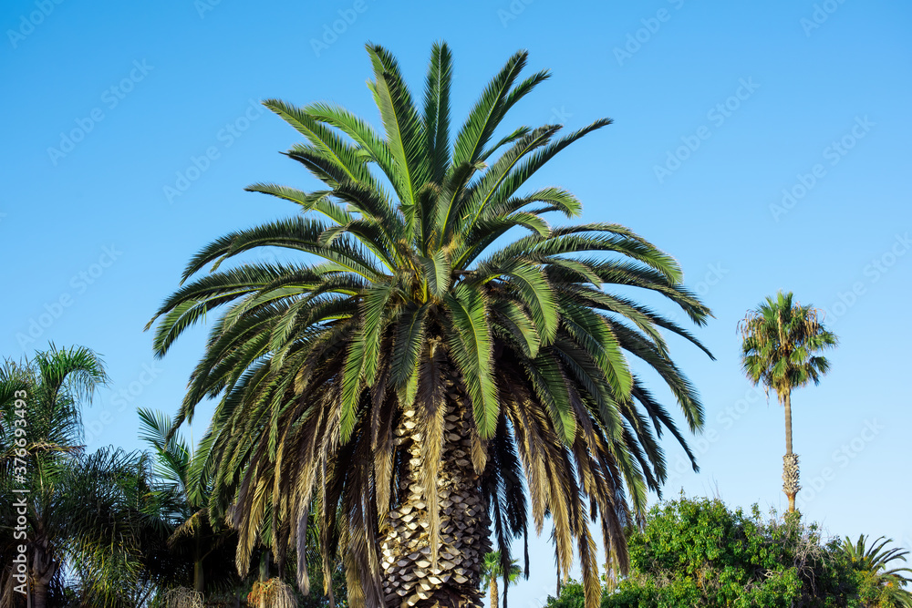 A palm in San Diego, USA A palm in San Diego, USA