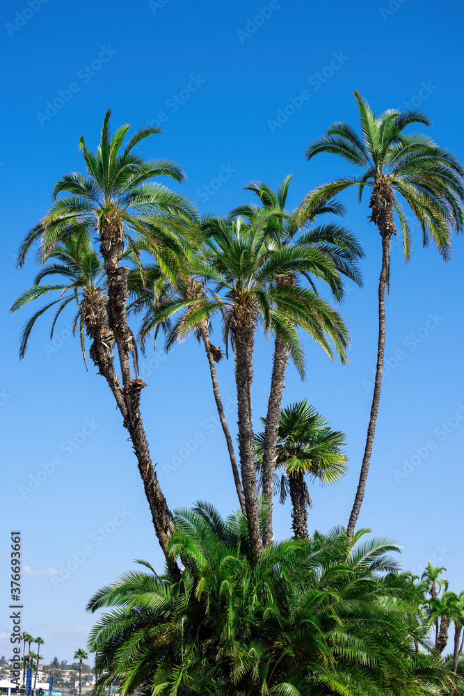 Fototapeta premium A palm in San Diego, USA