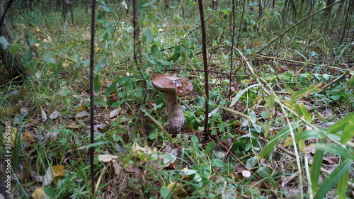 mushrooms in the grass © Артур Созонов