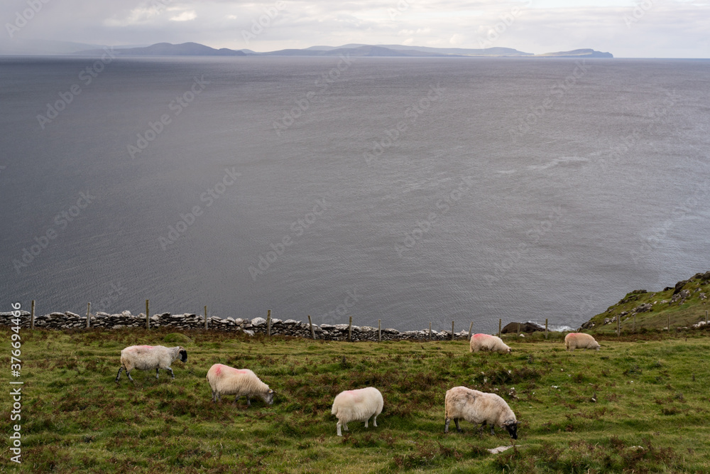 Fototapeta premium Heard of sheep grazing in a grass meadow overlooking the Atlantic ocean, Slea Head Drive on the Dingle peninsula, County Kerry, Ireland