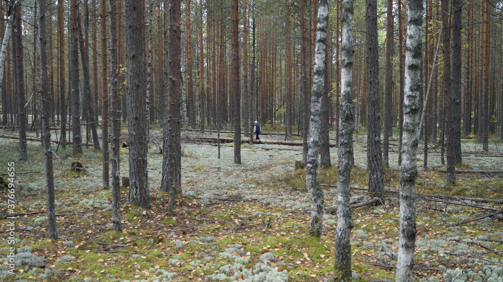 Fototapeta premium forest in autumn