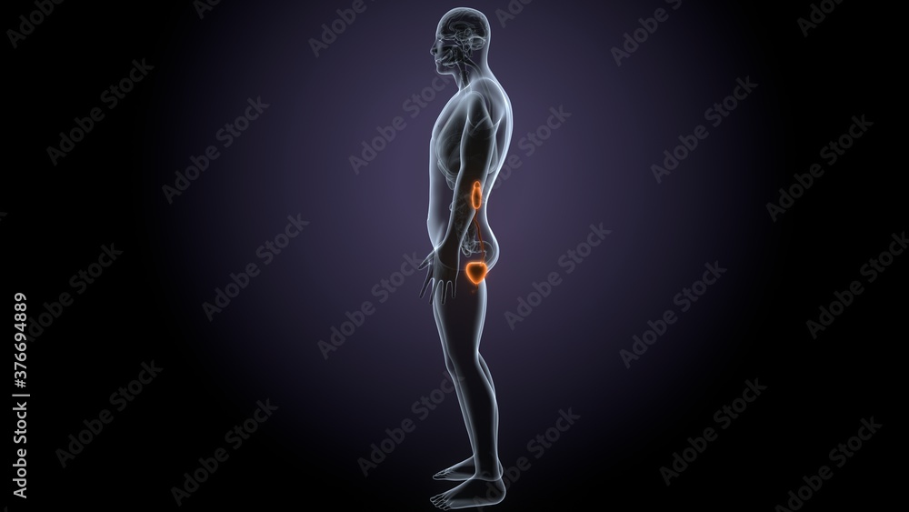 3d render of male Human Urinary System Kidneys with Bladder anatomy 3d render of male Human Urinary System Kidneys with Bladder anatomy