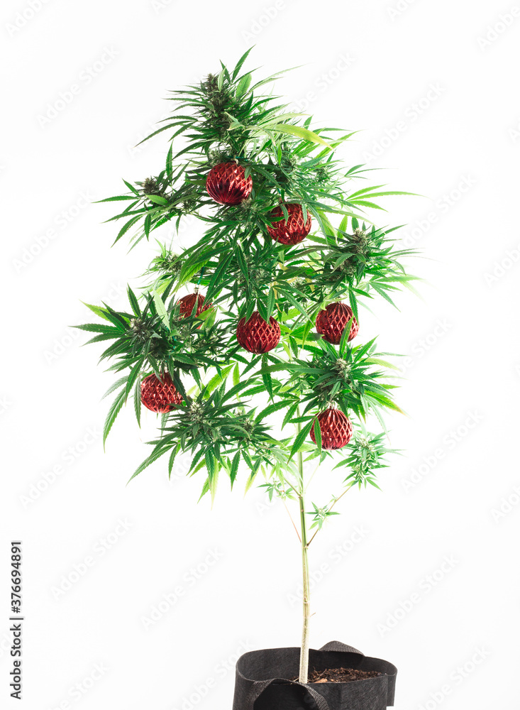 Cannabis christmas tree isolated on white