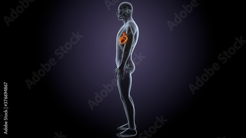3d render of male human body heart anatomy