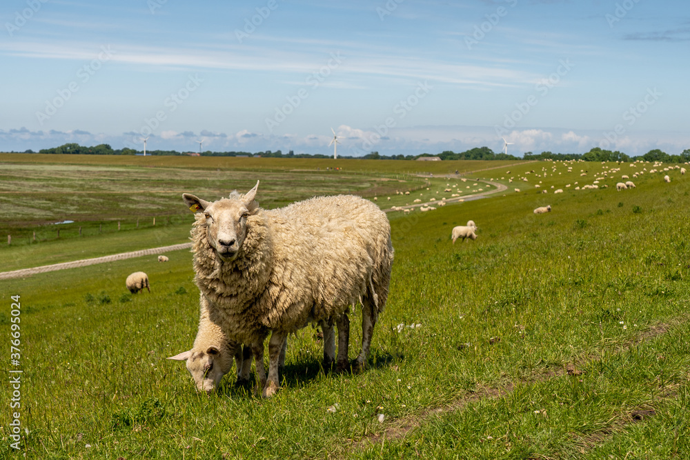 sheep resting and grazing grass on the dike at the north sea in germany
