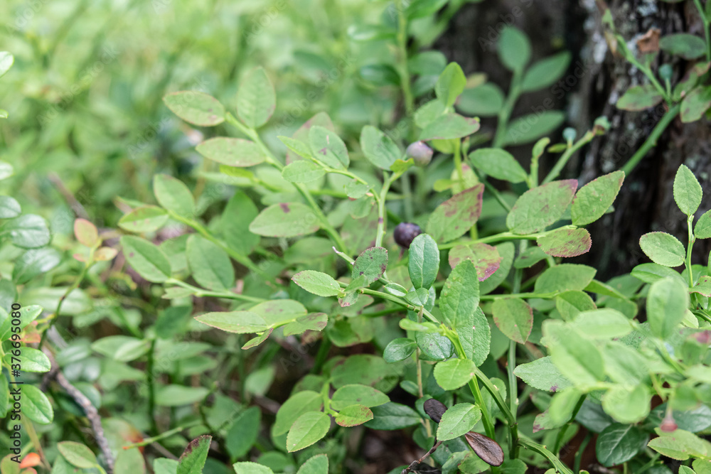 Natural wild berry blueberries with bushes in the forest in summer Natural wild berry blueberries with bushes in the forest in summer