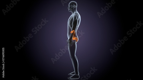 3d render of male human body large Intestine anatomy