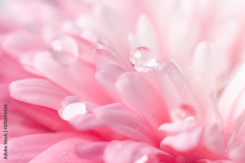 Beautiful drop of water on petal of pink aster flower close-up macro Beautiful drop of water on petal of pink aster flower close-up macro