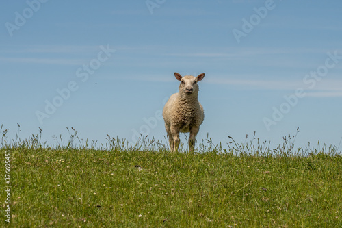 sheep resting and grazing grass on the dike at the north sea in germany