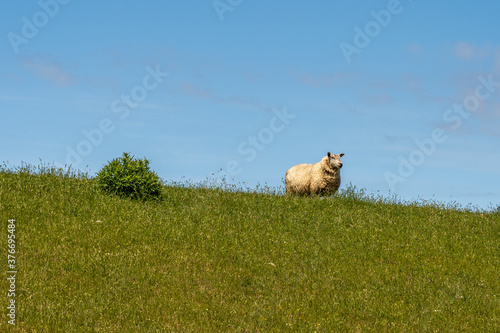 sheep resting and grazing grass on the dike at the north sea in germany