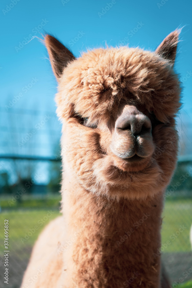 Obraz premium alpaka w zoo