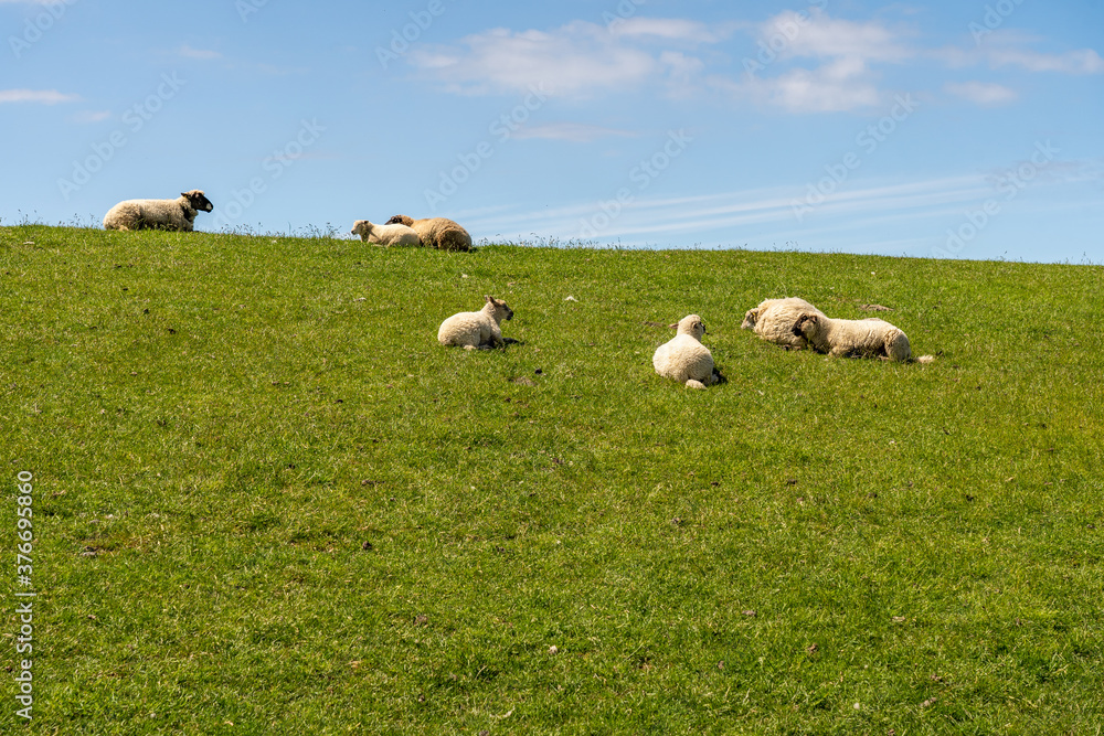 sheep resting and grazing grass on the dike at the north sea in germany