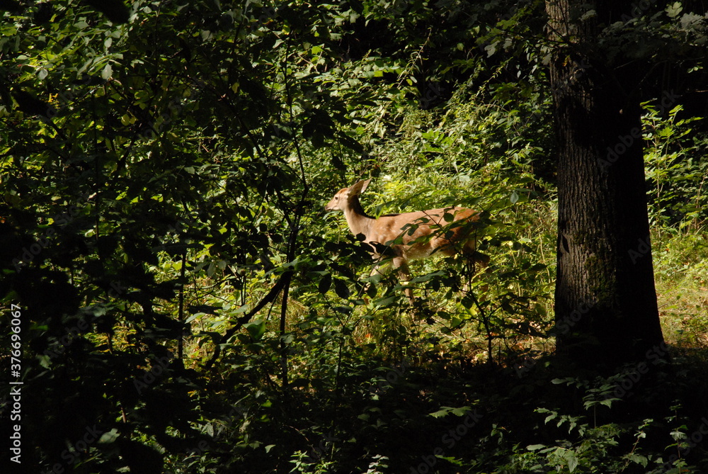 Fototapeta premium wild animal in the forest