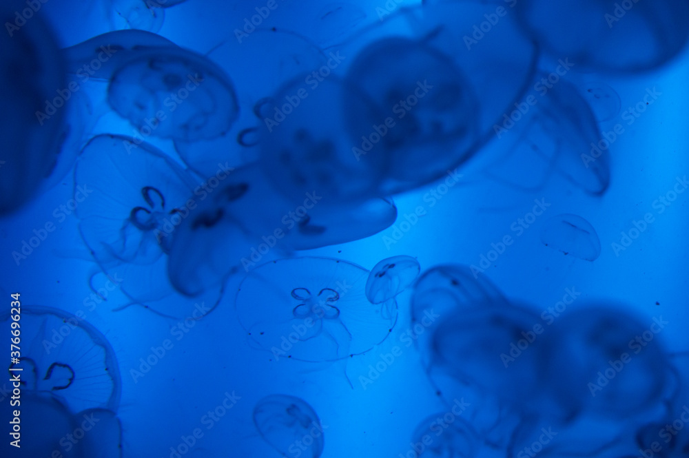 aquarium with jellyfishes aquarium with jellyfishes