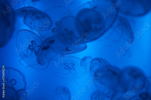 aquarium with jellyfishes