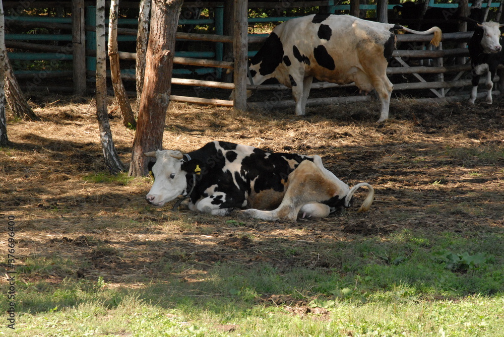 Obraz premium cows in a field