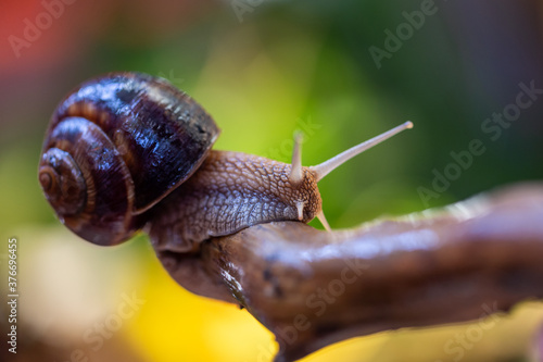 Large snail on a tree branch. Burgudian, grape or Roman edible snail from the Helicidae family. Air-breathing gastropods.