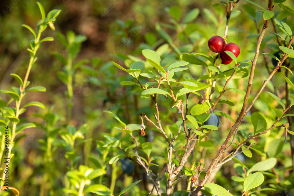 Natural wild berries cranberries blueberries in the forest in summer Natural wild berries cranberries blueberries in the forest in summer
