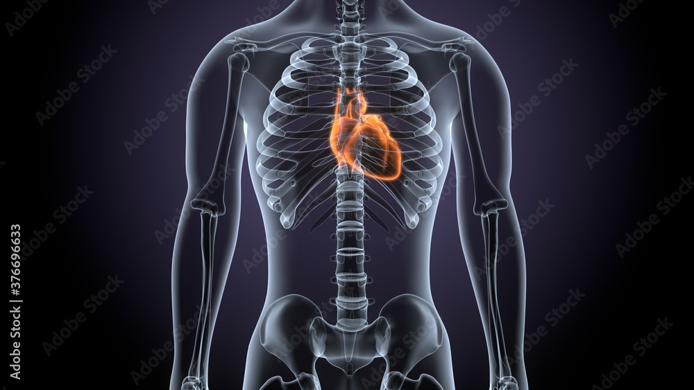 3d render of male human body heart anatomy 3d render of male human body heart anatomy