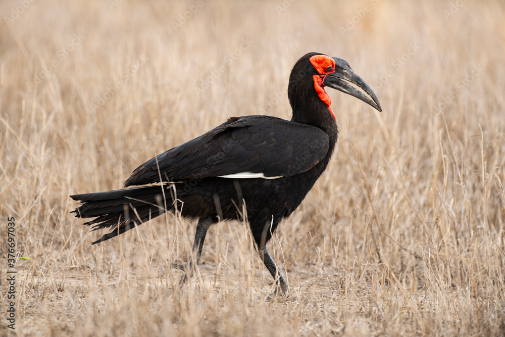 Fototapeta premium Bucorve du Sud, Grand calao terrestre, Bucorvus leadbeateri, Southern Ground Hornbill