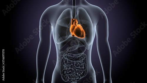 3d render of male human body heart anatomy