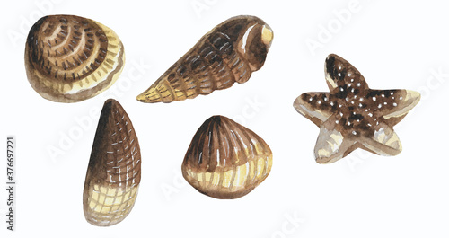 Set of shells in watercolor. Brown chocolates, starfish, pearl oyster.