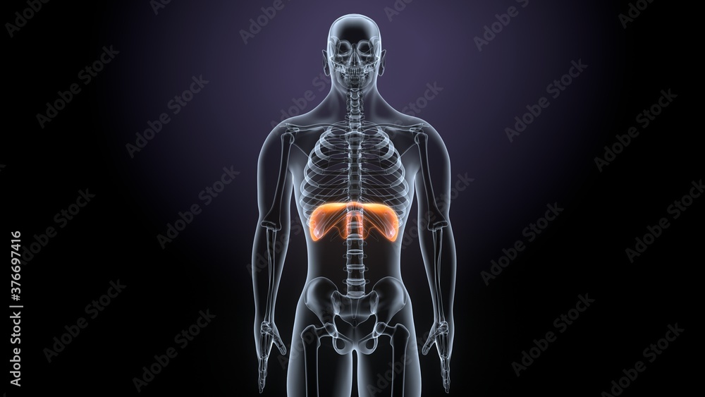 3d render of male human body diaphragm system 3d render of male human body diaphragm system