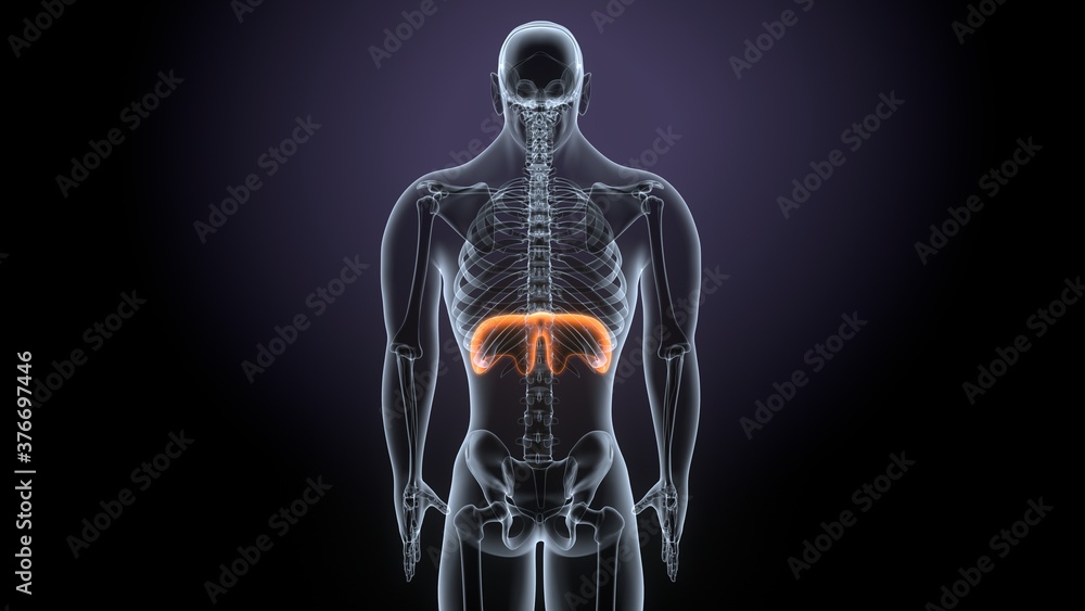 3d render of male human body diaphragm system 3d render of male human body diaphragm system