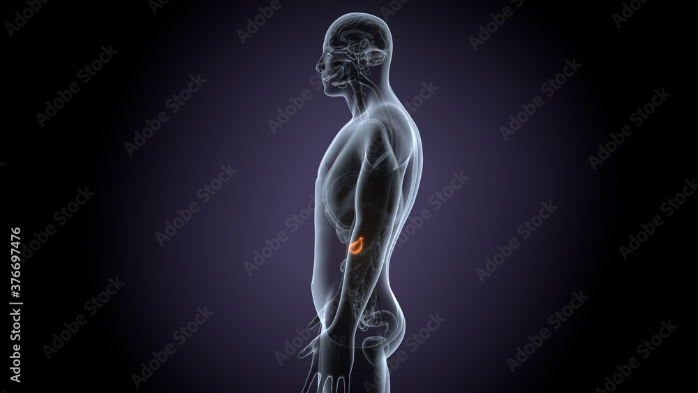 3d render of male human body gallbladder anatomy 3d render of male human body gallbladder anatomy