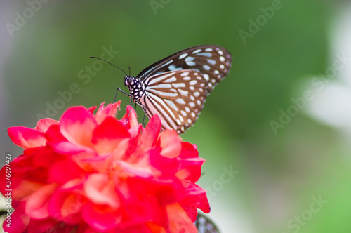 The name of the butterfly is Ceylon blue glassy tiger. Scientific name is Ideopsis similis. © www555www