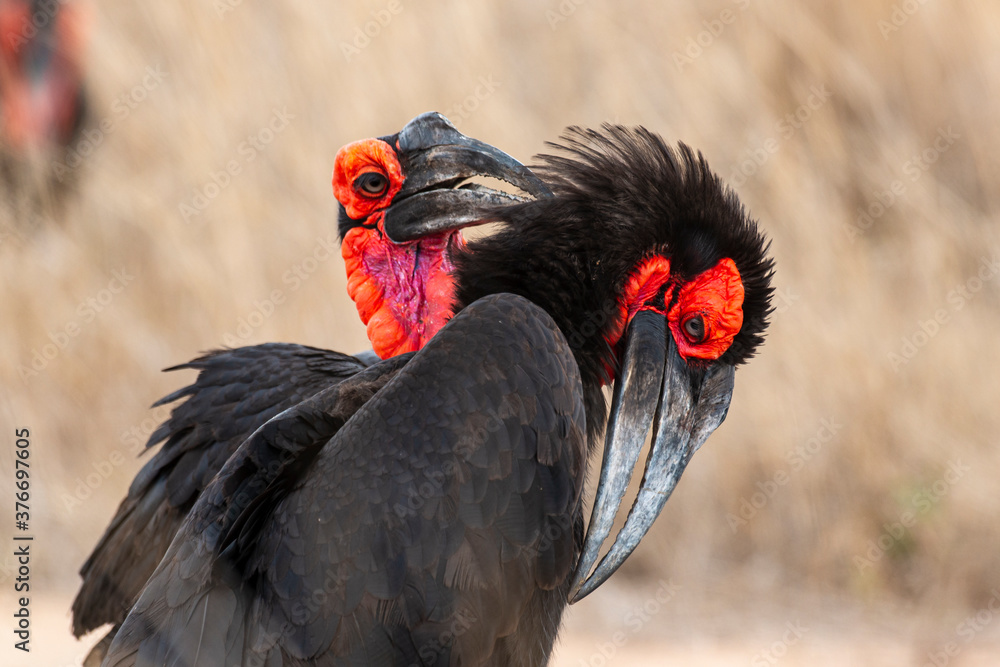 Bucorve du Sud, Grand calao terrestre, Bucorvus leadbeateri, Southern Ground Hornbill Bucorve du Sud, Grand calao terrestre, Bucorvus leadbeateri, Southern Ground Hornbill