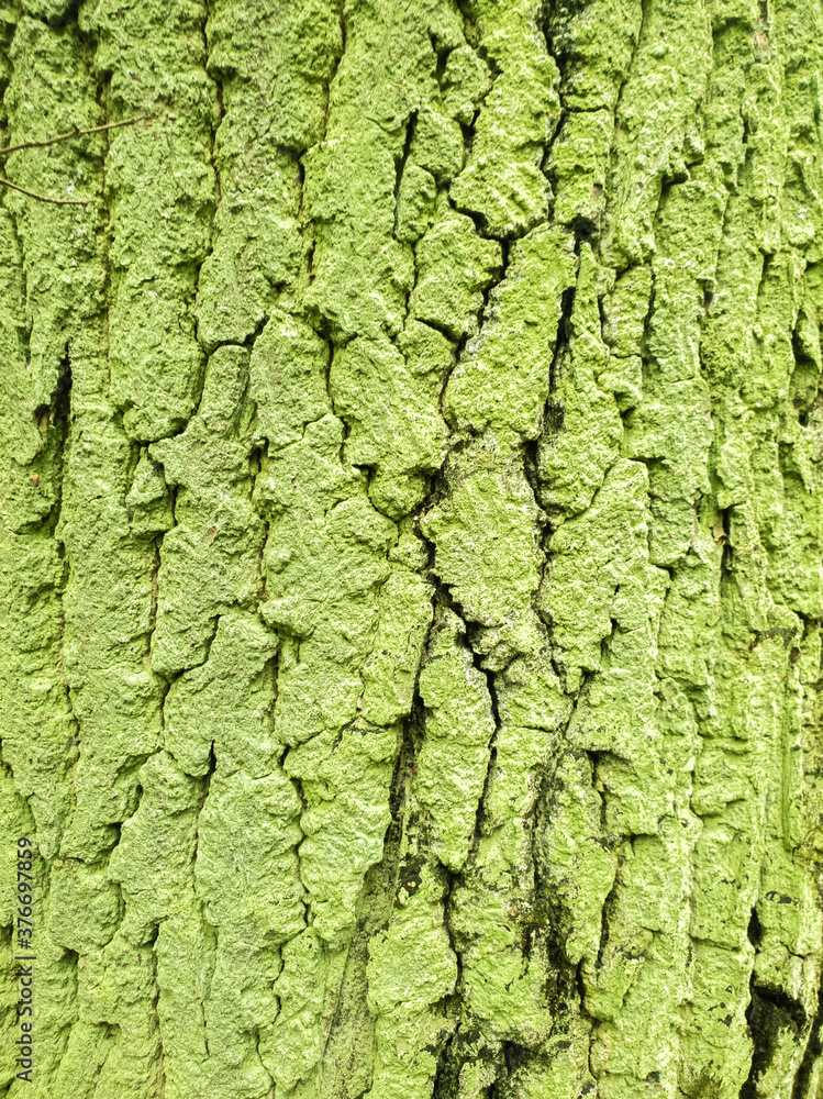 Tree bark covered by green moss. Close up view looks like texture. Tree bark covered by green moss. Close up view looks like texture.