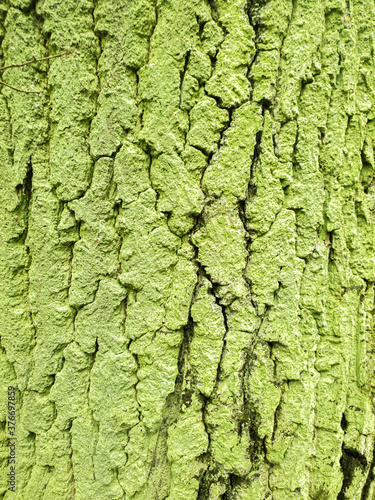 Tree bark covered by green moss. Close up view looks like texture.