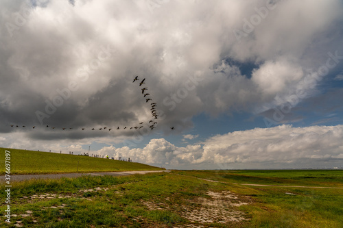 Brent geese flying off the coast of the north sea