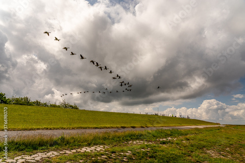 Brent geese flying off the coast of the north sea