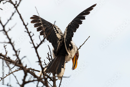 Calao leucomèle,.Tockus leucomelas, Southern Yellow billed Hornbill