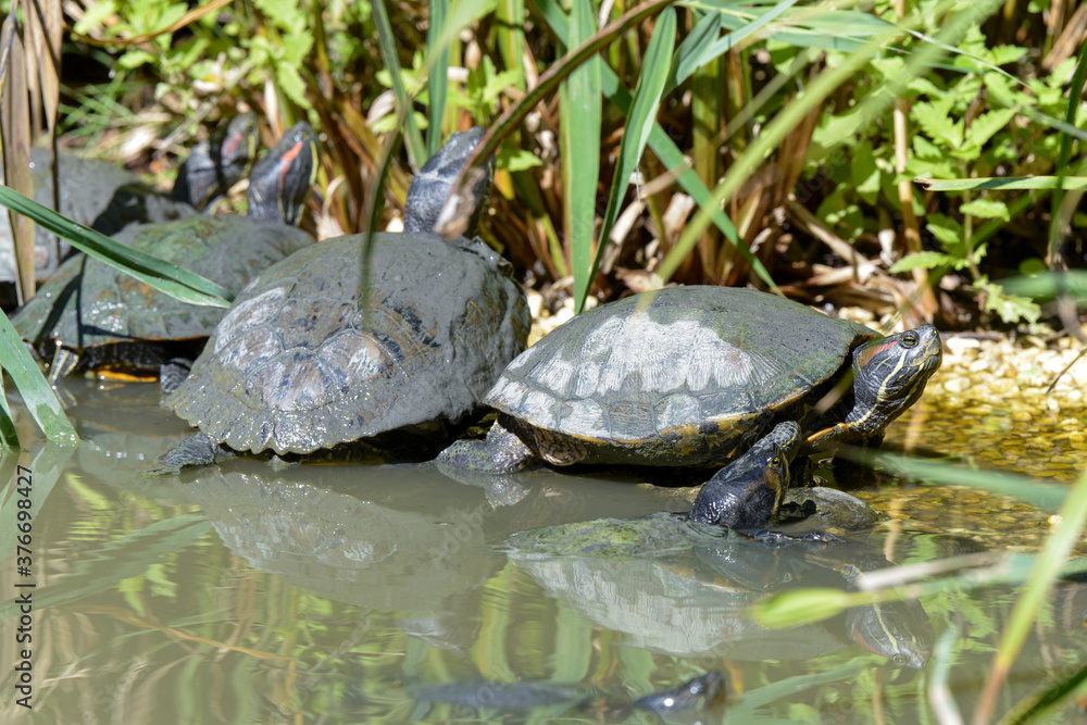 Tortue de Floride, Trachemys scripta Tortue de Floride, Trachemys scripta