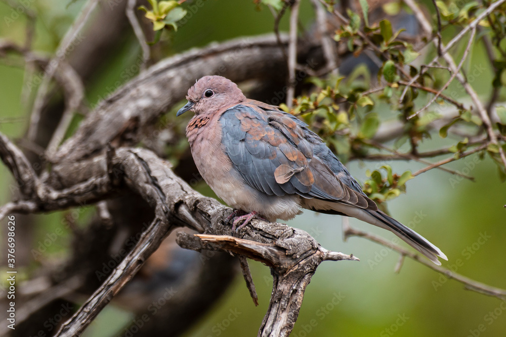 Obraz premium Tourterelle maillée,.Spilopelia senegalensis , Laughing Dove