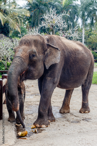 Critically endangered Sumatran elephant. Bali  Indonesia