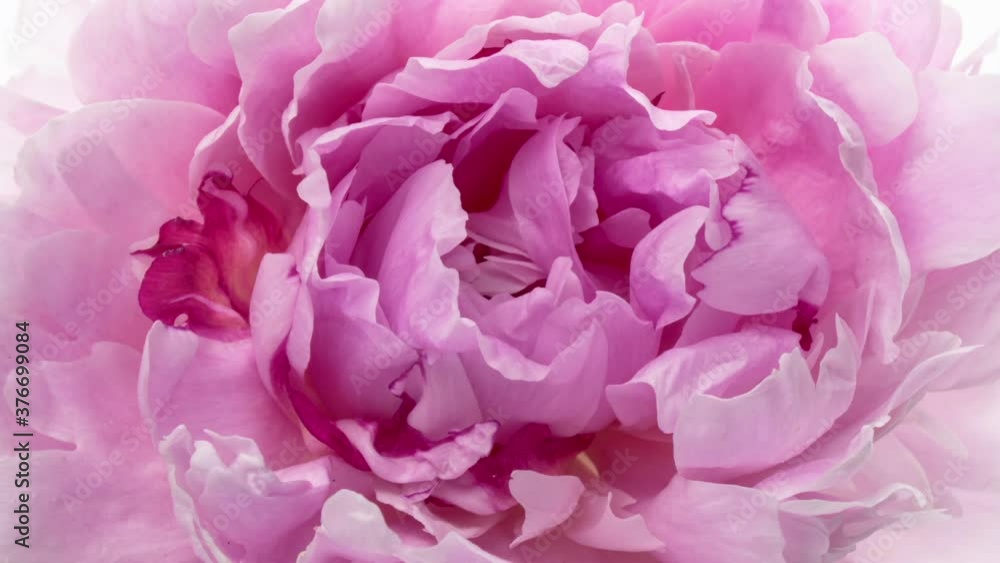 Beautiful Pink Peony Flower background. Wedding backdrop, Valentine's Day concept. Holiday, love, birthday design backdrop. Beautiful Pink Peony Flower background. Wedding backdrop, Valentine's Day concept. Holiday, love, birthday design backdrop.