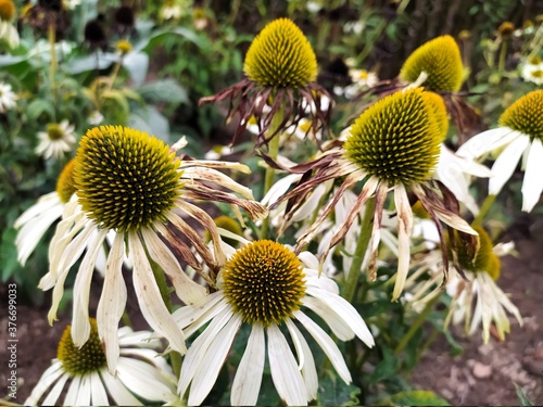 Echinacea, Blumen