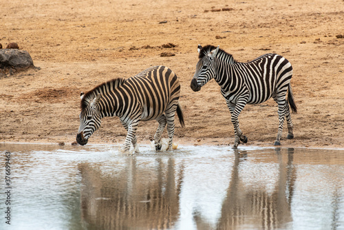 Z  bre de Burchell  Equus quagga burchelli  Parc national Kruger  Afrique du Sud